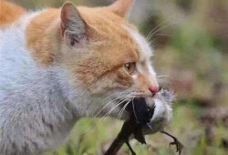 河南都市爆料猫咪新闻,萌宠奇遇记，温馨瞬间引网友热议