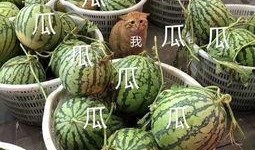 娱乐吃瓜的头像图片大全