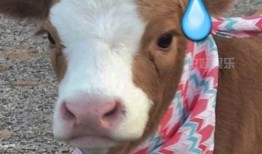 娱乐吃瓜抖音,娱乐热点一网打尽