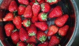 草莓果酱娱乐吃瓜