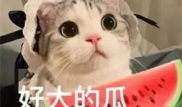 库尔勒吃瓜网红是谁呀,他是谁？