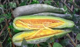 吃瓜原创网红推荐,盘点那些必尝美食与潮流饮品