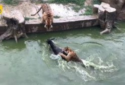 江苏动物园爆料案件视频,惊现神秘动物逃脱事件