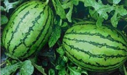 江苏网红吃瓜事件,揭秘网络舆论背后的真相