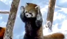 搞笑爆料动物视频大全集,笑料横生！动物搞笑视频大盘点