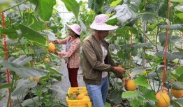涉县网红吃瓜,揭秘网络红人的幕后故事