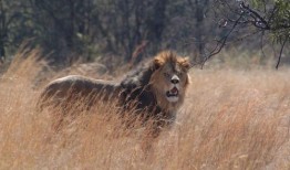 狮口惊魂在线观看,惊险刺激的野生动物逃生记