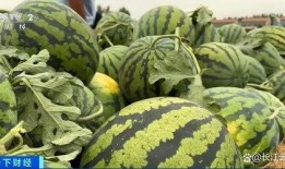 山东两位网红吃瓜事件