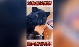 搞笑爆料动物视频大全集,笑料横生！动物搞笑视频大盘点