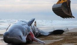 抹香鲸在线观看,抹香鲸的神秘世界在线揭秘