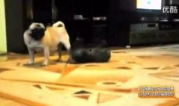 搞笑爆料动物视频大全集,笑料横生！动物搞笑视频大盘点