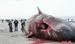 抹香鲸在线观看,抹香鲸的神秘世界在线揭秘