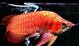 饥饿龙鱼爆料视频,视频爆料揭示其神秘食性之谜