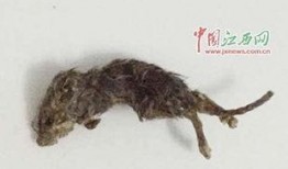 网红小龙鼠吃瓜,揭秘网红美食背后的故事