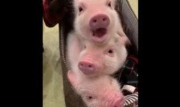 女朋友爆料小猪视频大全,女友爆料背后的欢乐瞬间