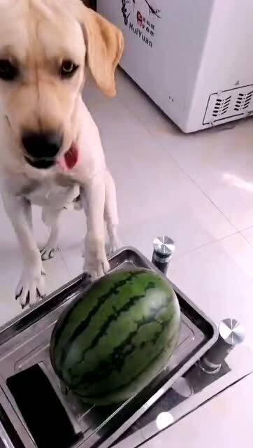 娱乐吃瓜酱送小狗视频在线观看,萌宠来袭，温馨瞬间引网友热议